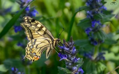 Efectul finanțărilor europene asupra fluturilor din Coasta Lunii