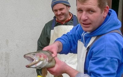 Evaluarea bunăstării păstrăvilor, obiect de studiu la USAMV Cluj. Cercetarea, susținută cu fonduri europene