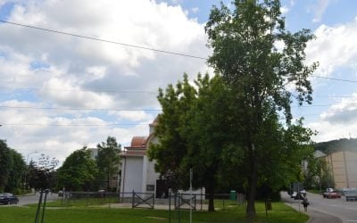 Mai mulți arbori clasați ca monumente ale naturii, printre care arbori de lalea și un Ginkgo biloba, au fost tăiați sau mutilați – PressHub
