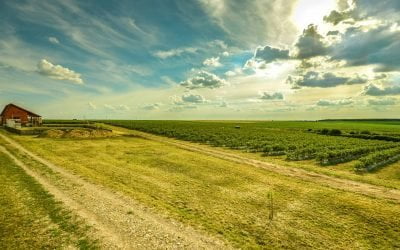 Povestea antreprenorului care a adus afinele la 14 km de Craiova, cu fonduri europene