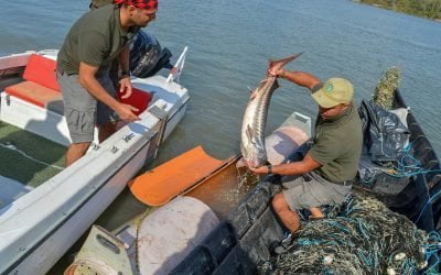 Sturionii, vedete în cel mai amplu proiect de monitorizare pe Dunăre. Ecuația economie – ecologie, rezolvată cu bani europeni