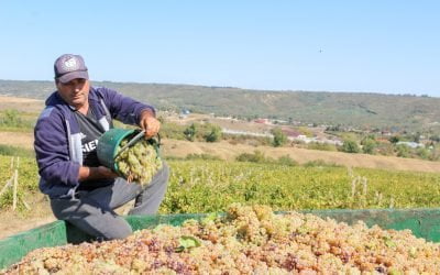 Vinul, știință îmbuteliată. Zestrea „Prințesei Covurluiului”, produs vinicol premium la Tîrgu Bujor