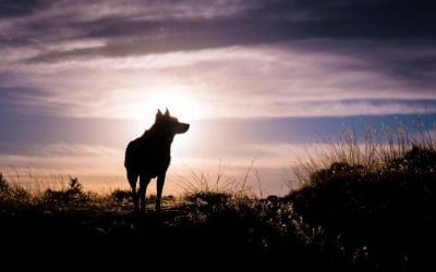 „Dansând cu lupii” pe 1 milion de euro bani europeni. Povestea de succes a unui proiect de salvare a lupului românesc